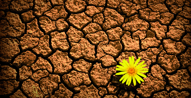 resilience_flower_cracked_earth.jpg